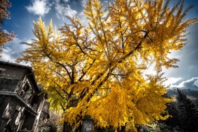 Automne
