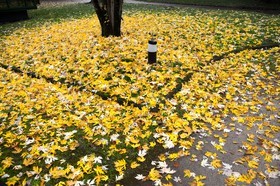 Automne