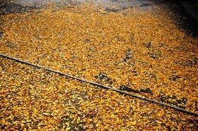 Automne